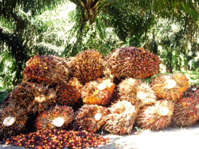 Oil Palm Estate & Mills